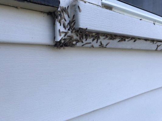 Look at this!!! So happy I called Jon to get rid of all my termites.