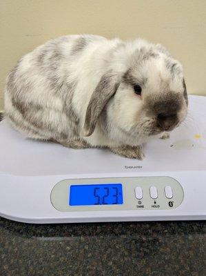 Somebunny needs to go on a diet