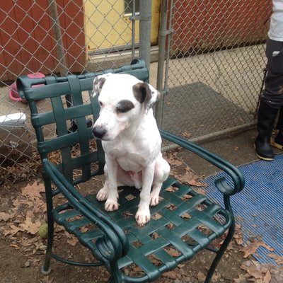 Boarder Frankie getting some socialization at Northwind Kennels and taking over volunteer's chair.