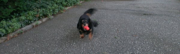 One of our newest clients, Tuck, loves playing ball