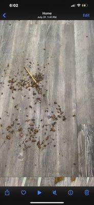 Roach infestation.