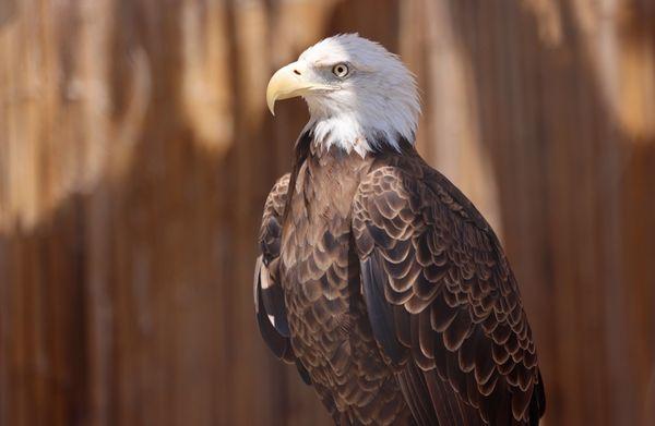 Bald eagle, Roosevelt.