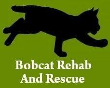 Bobcat Rescue in Tampa FL - Bobcat Rehab Rescue