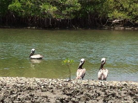 There is a lot of local wildlife to enjoy while cruising or fishing on R & R Charters