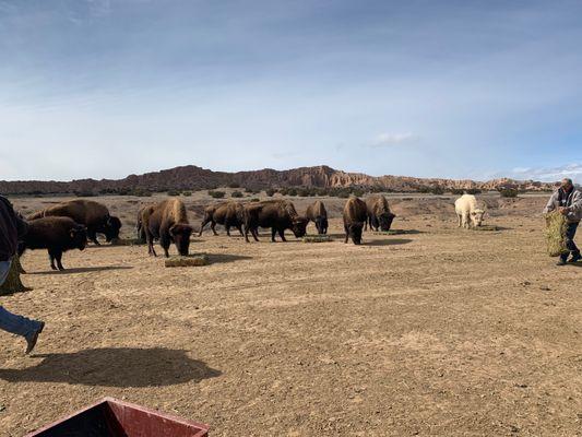 White Bison with Rest of the Herb being fed by Phil & Staff