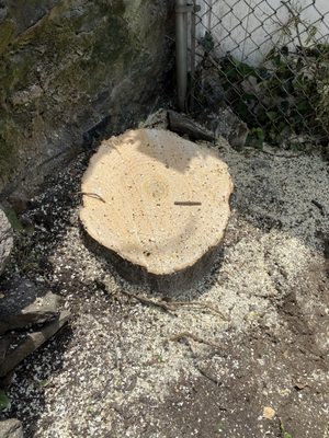 After - the stump