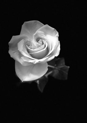 Single rose, Black and White, photography print