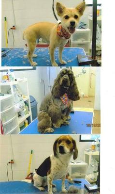 Monrovia Pet Boarding and Grooming