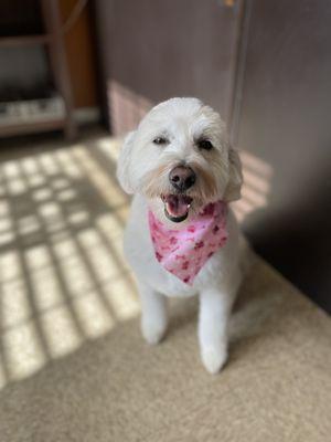 My puppy's groom! She's super happy!