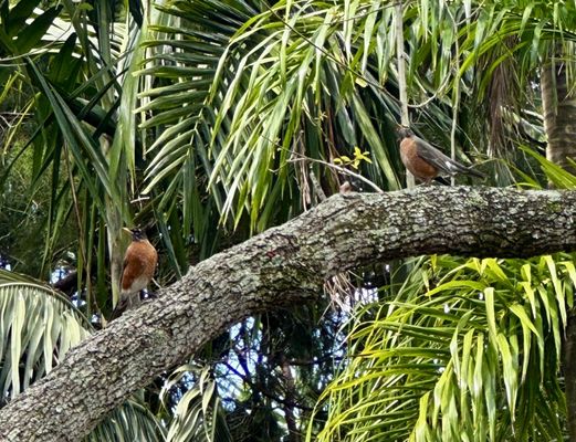 I got to see some robins!