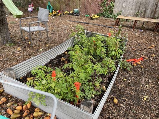 School garden