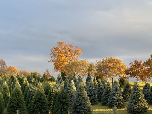 Werley’s Christmas Tree Farm