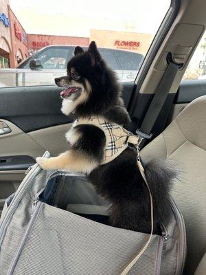 Happy dog after his haircut