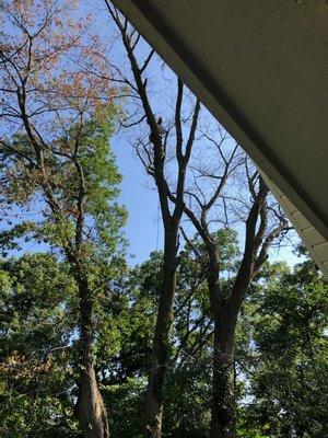 SNT Tree Service