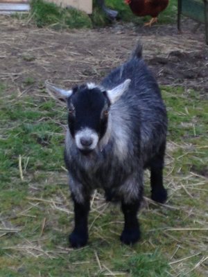 Houston the pigmy goat