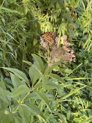 Painted lady butterfly.