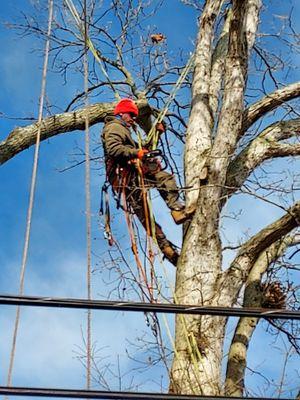 Another day pruning the survivers of many hurricanes! #strong #trees #trending