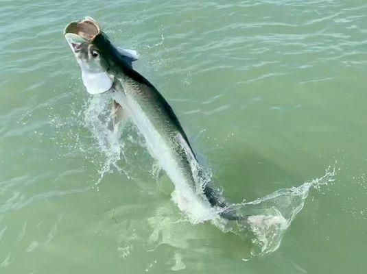 Tarpon