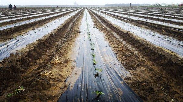 First tomato planting of 2018