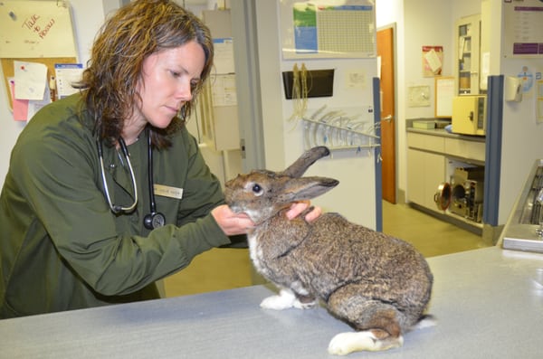 Dr. Julie Keen examining a sick rabbit.