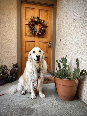 Happy flower shop dog. Cody says, hope you love your flowers! If you find my hair it's just me sending love!