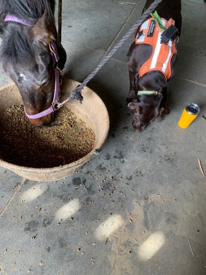 Change sharing his food with a dog