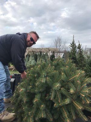 Spruce Grove Tree Farm