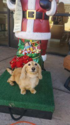 Jack dachshund and Santa wishes!!