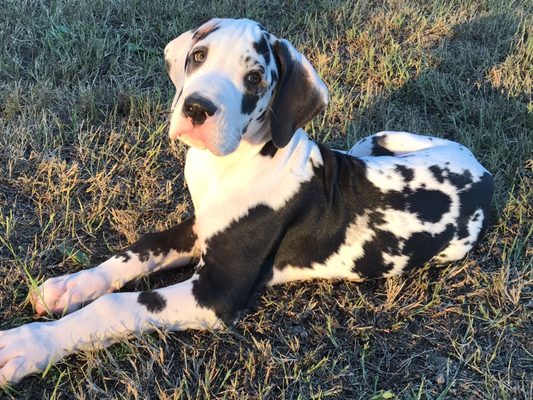 N2Spots harlequin male puppy