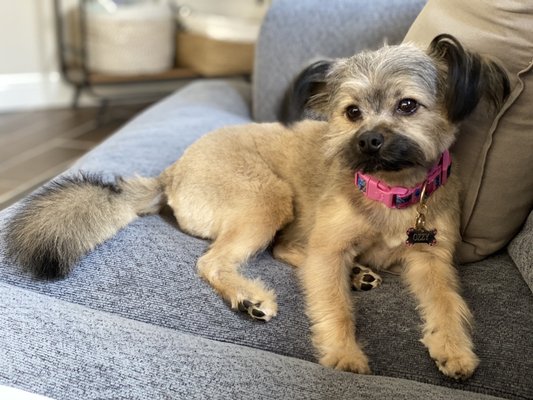 Freshly cut havanese-chihuahua