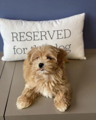 Brady the Havanese puppy visiting for his puppy boosters!