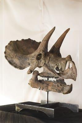 Triceratops skull