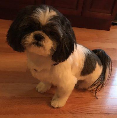 Loa, Shih tzu feeling pretty