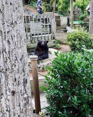 You might see a bear! Just wanted to cool off on a very hot day!