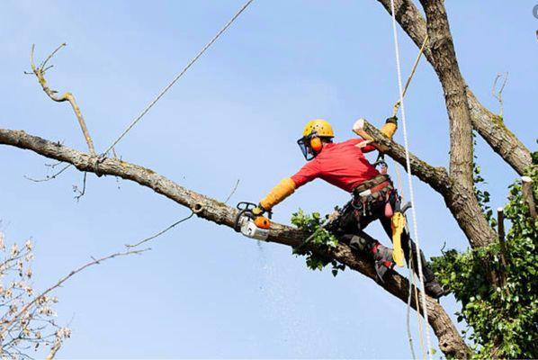 Creative Tree Service