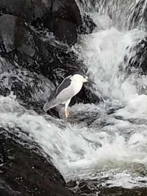 Haven't figured out the name of this bird. He was watching a blue heron.