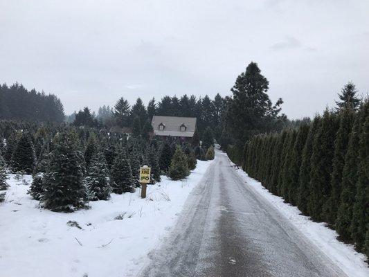 2016 Christmas tree shopping