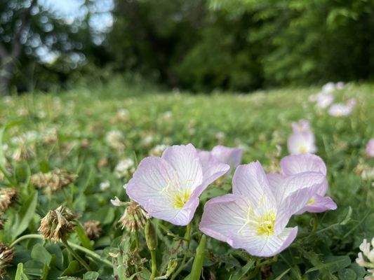 Pink evening primrose