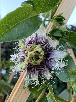 Passionflower Vines are bursting!!!