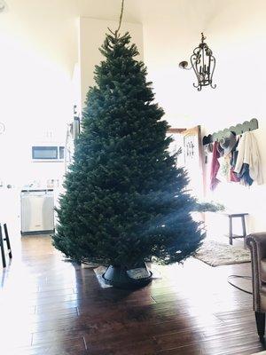 9 feet of perfect tree.