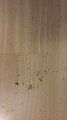 Accumulation of ants at 6909 TOTEM BEACH LOOP RD, TULALIP, WA 98271