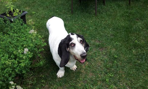 Basset Buddies Rescue