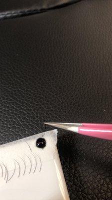 Dipping lashes in adhesive.