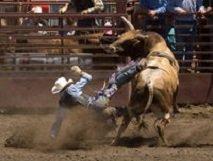 Cowboys come from all over to try their skills in Okeechobee rodeos.