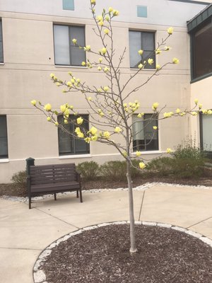 Lovely tree near entrance.