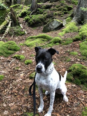 Jimmy loves hiking in Acadia National Park.