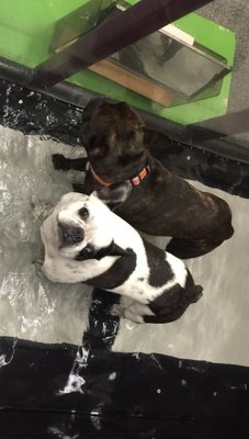 These two are enjoying a moment in our Underwater Treadmill!