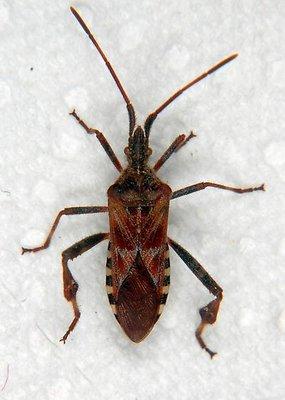 Western Conifer Seed Bug... NOT a Stink Bug (but related!)