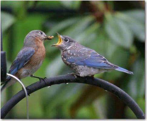 Mama feeding her Baby Bluebird