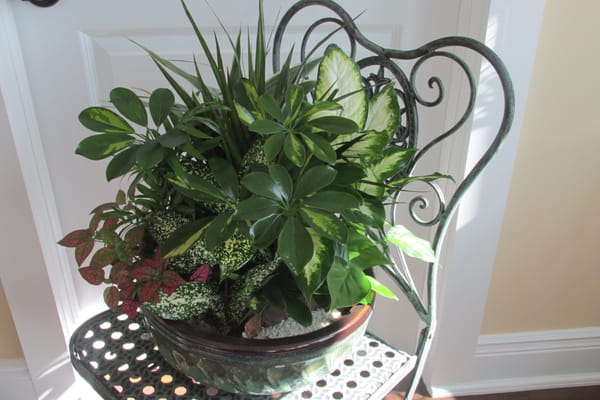 Great selection of dish gardens. Mixed tropical green plants in  beautiful ceramic containers.